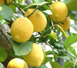 limoni